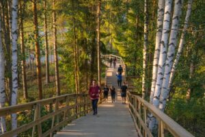 Ihmisiä liikkuu ylös ja alas metsässä kulkevissa puisissa kuntoportaissa. Portaita reunustavat koivut ja havupuut, ja lämmin ilta-aurinko valaisee maisemaa.